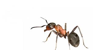 نتیجه جستجوی لغت [ants] در گوگل