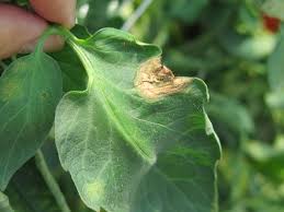 Image result for Botrytis cinerea