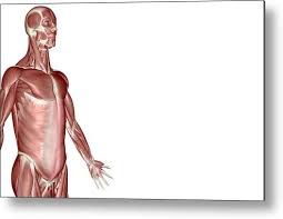 A number of smaller muscles cover the radius and ulna and act to move the hand and fingers in various ways. The Muscles Of The Upper Body Metal Print By Medicalrf Com