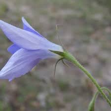 Image result for Wahlenbergia capitata