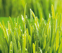Maybe you would like to learn more about one of these? Fertilizer Labels What N P K Numbers Mean