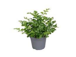Image result for sleziník Asplenium