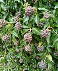 Image result for Hedera