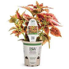 Image result for Coleus hereroensis