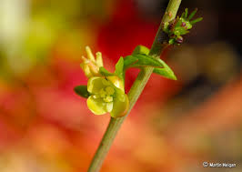 Image result for Adenia zambesiensis