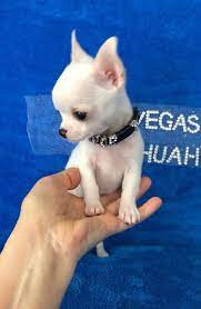 Chihuahua Puppies For Sale Teacup Chihuahua Puppies Chihuahua Puppies Chihuahua