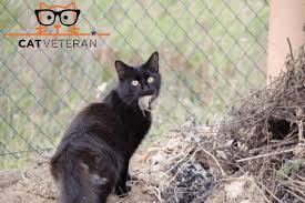 Cats bring mice into the house because they have the instinct to hunt and capture. Do Cats Eat Mice Why How Should I Be Concerned