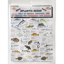 Fishermans Saltwater Fish Chart 5 Multi Colored
