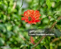 Image result for Hibiscus schizopetalus