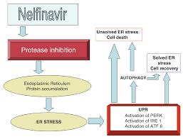 Aspartic protease inhibitors cysteine protease inhibitors metalloprotease inhibitors serine protease inhibitors threonine protease inhibitors trypsin inhibitors kunitz sti protease inhibitor Nelfinavir And Other Protease Inhibitors In Cancer F1000research