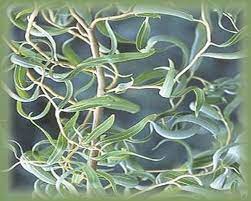 Curly Willow Flower Essence Nature S Remedies Etsy Apple Cider Vinegar Flower Essences Apple Cider