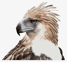Things to do near fraternal order of the eagles #3866. Thumb Image Fraternal Order Of Eagles Philippine Eagles Free Transparent Clipart Clipartkey