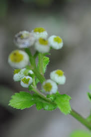 Image result for Dichrocephala