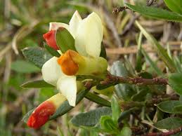 Image result for Polygala gazensis
