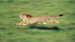 Cheetah wallpaper shows a magnificent animal built for speed. Cheetah Wallpaper Hd Backgorunds Jhml Imagehoster