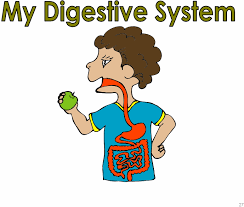 Learn all the basics about the digestive system. Digestive System By Melody Rice