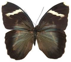 Image result for Sorindeia katangensis