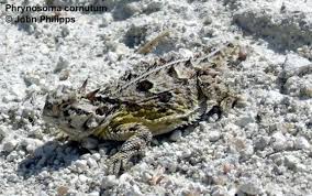 Image result for Stenostelma corniculatum