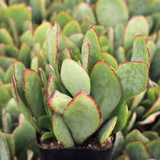 Image result for Crassula alsinoides
