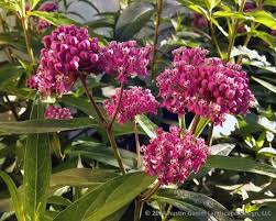 Swamp Milkweed Asclepias Incarnata Native Range The Dakotas South To Oklahoma To The Atlantic Contrary Plants Farmhouse Landscaping Native Plant Gardening