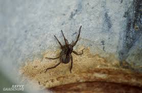 You might have discovered a small egg sack near your windows or doorframes. Garden Spider A Welcome Friend Or A Scary Foe