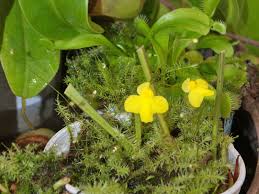 Image result for Utricularia subulata