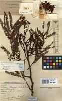 Image result for Acacia amythethophylla