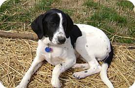 5 out of 5 stars. Black And White Treeing Walker Coonhound