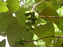 Diameter and height of trees increased with plantation age in both locations. Gmelina Arborea Wikiwand
