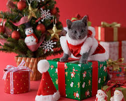 Here you can find the best christmas kittens wallpapers uploaded by our community. Christmas Kitten Desktop Wallpapers Wallpaper Cave