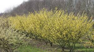 Image result for Hamamelis mollisi