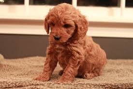 Here's the version from the real mother goose (1916): Red Goldendoodle Puppy Nike 6 Weeks Old Adopted From River Valley Doodles Maggie S 2013 Litter Goldendoodle Goldendoodle Puppy Red Goldendoodle