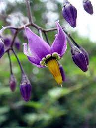 Pin On Garden Plant Guide