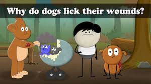 Why Do Dogs Lick Their Wounds Aumsum Kids Science Education Children Youtube