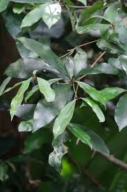 Image result for Englerophytum