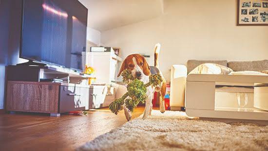 Pet beds and living room rugs require non-toxic cleaning to prevent skin allergies, AI generated