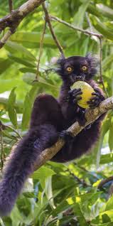 A Black Lemur Eating A Mango In Madagascar Animals Friends Animal Study Lemur
