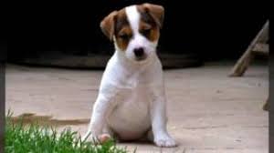 In lipsa unui acord scris din partea internet corp, puteti prelua maxim 500 de caractere din acest articol daca precizati sursa si daca inserati vizibil linkul articolului. Top 10 Cei Mai DraguÈ›i Si Frumosi Caini Youtube