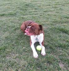 Welcome to petside, the impartial and trusted source to help you care for your pet. Man It Is So Great To Have A Ball The Dogs Of San Francisco