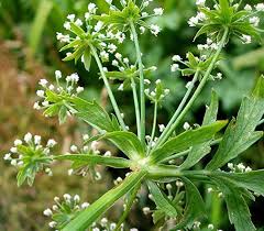 Image result for Berula