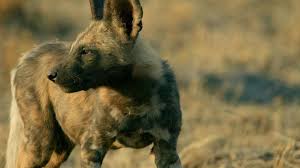 Urmareste filmul savage dog (2017) online subtitrat gratis. Watch Savage Kingdom Season 1 Episode 1 Clash Of Queens Online