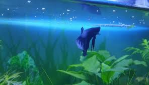 Breeding siamese fighting fish, or bettas, is a wonderful hobby. Betta Fish Care Guide And Breeding