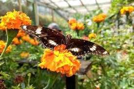 Cameron highlands is home to a few cactus gardens that are found within the tanah rata and tringkap area. Butterfly Garden