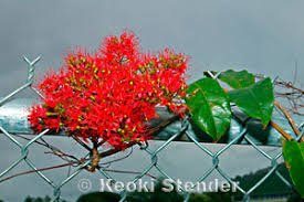 Image result for Combretum fuscum