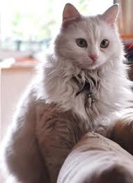 Ankara Kedisi Kedi Ankara Hayvanlar