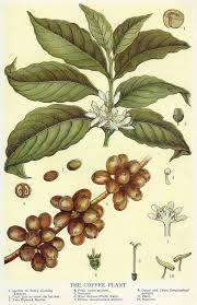 Vintage Coffee Bean Botanical Illustration Art 1910 Antique Etsy Botanical Drawings Plant Art Print Plant Art