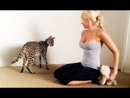 Read this list of risks before considering a serval as a pet. Considering A Serval Cat Know The Risks Of Having One