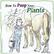 How to put manure in vegetable garden. Five Tips For Using Manure In The Garden Home Grown Fun