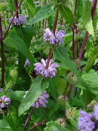 Image result for Haumaniastrum glabrifolium