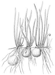 Image result for Marsileaceae